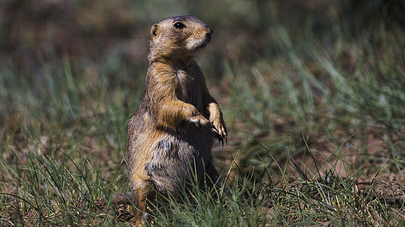 01-02-21prairiedog0003.jpg