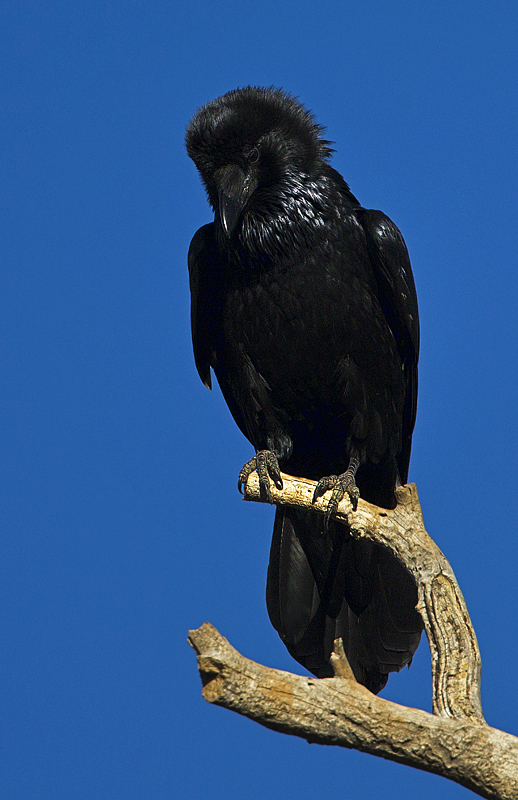 crow0001.jpg