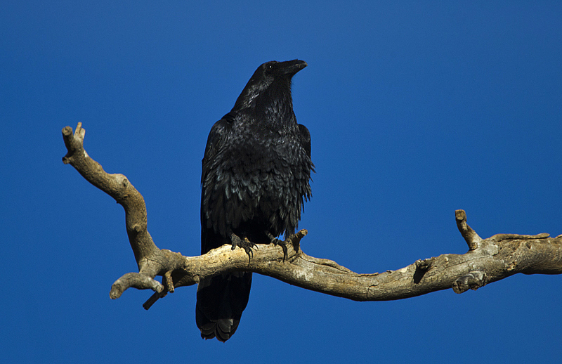 crow0002.jpg