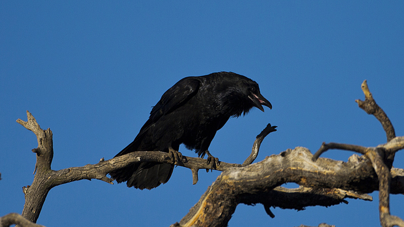 crow0003.jpg