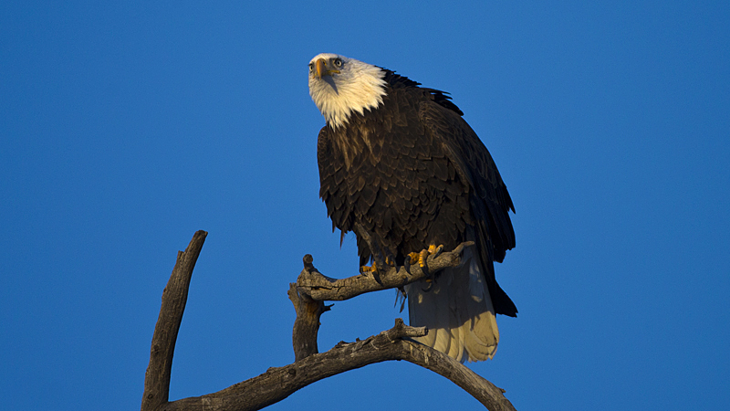 baldeagle0003.jpg