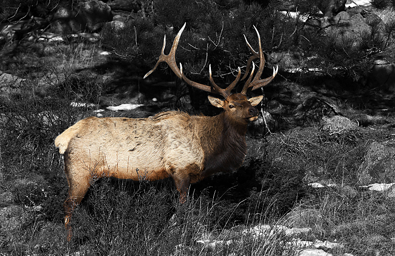 elk0001.jpg