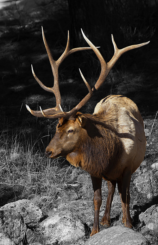 elk0002.jpg