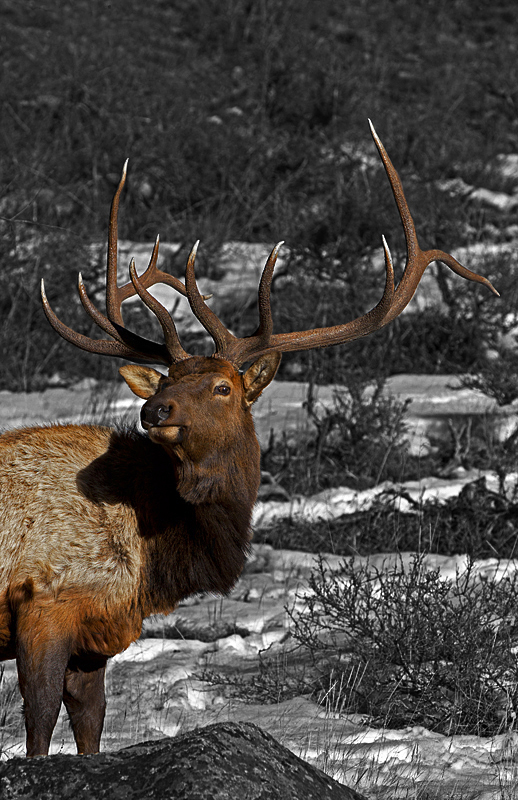 elk0003.jpg