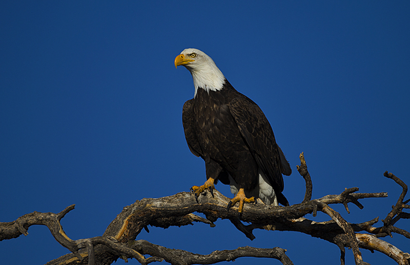 baldeagle0301.jpg