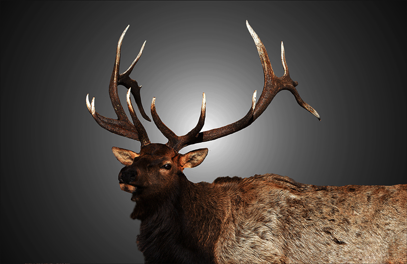 elk0062.jpg