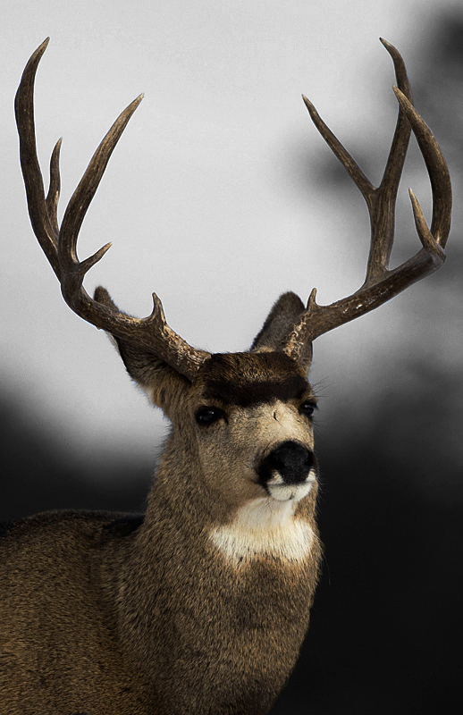 buck0003.jpg