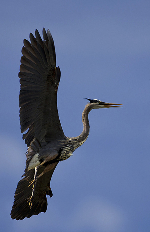 heron0001.jpg