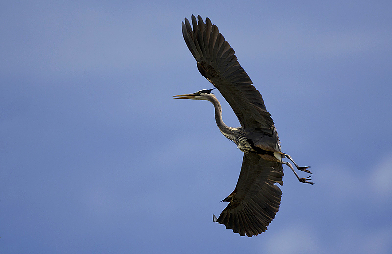 heron0003.jpg