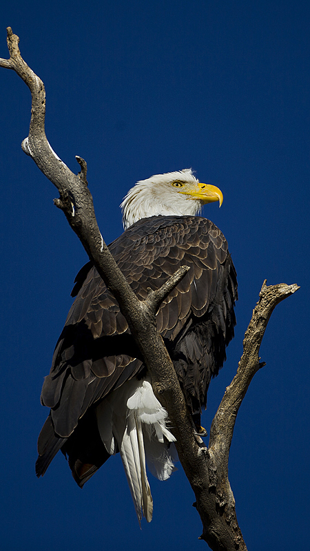 baldeagle0001.jpg