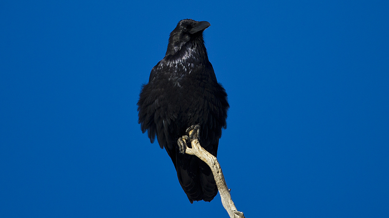 crow0002.jpg