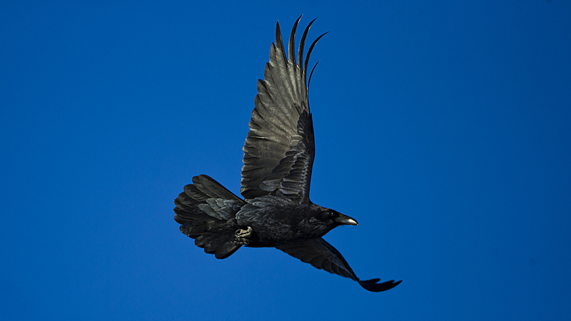 crow0003.jpg