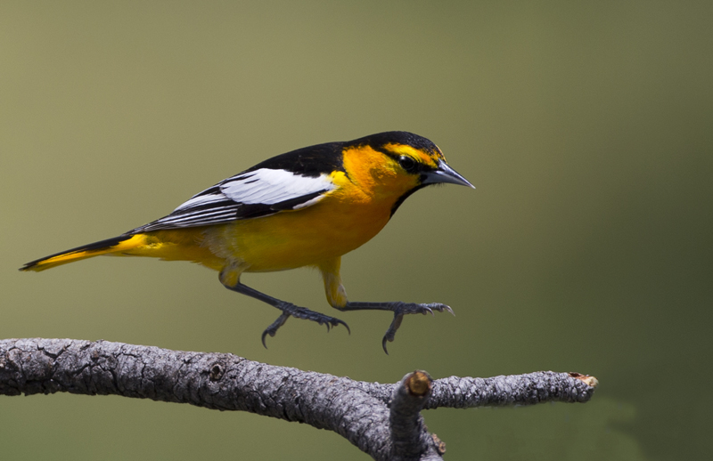 oriole0004.jpg