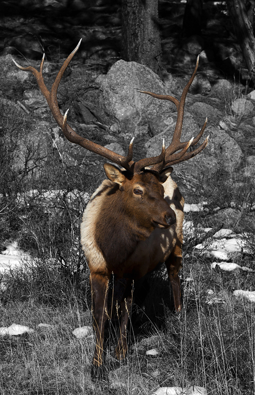 elk0002.jpg