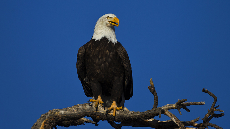 baldeagle0001.jpg