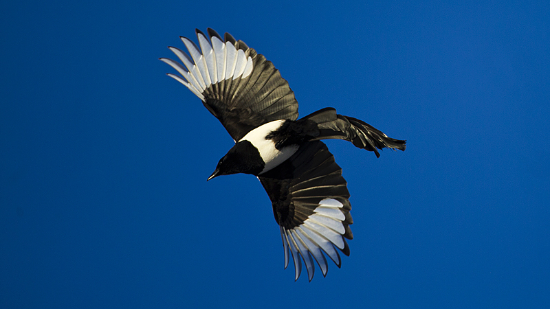 magpie0001.jpg