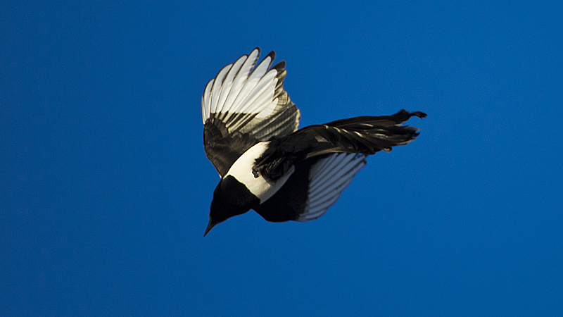 magpie0002.jpg