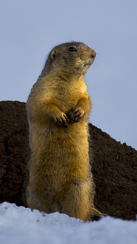 _prairiedog0001.jpg