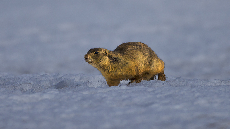 _prairiedog0002.jpg