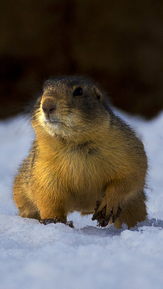 _prairiedog0003).jpg