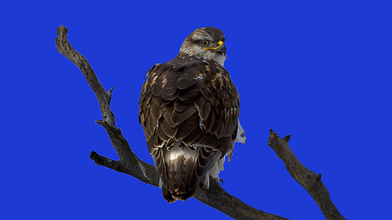 _ferruginoushawk0004.jpg