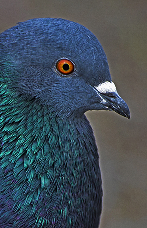 pigeon0001.jpg