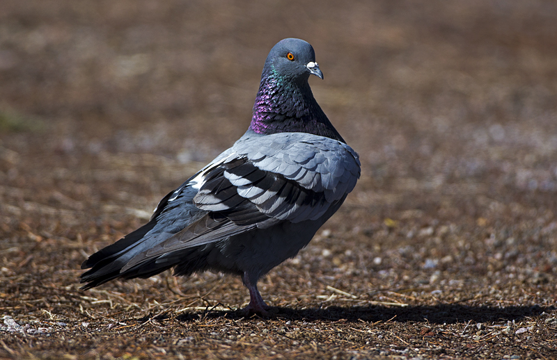 pigeon0002.jpg