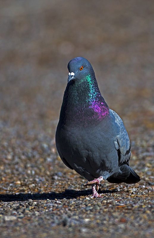 pigeon0003.jpg