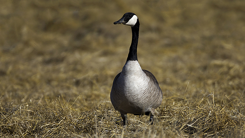 goose0003.jpg