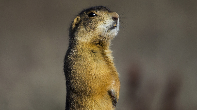 _prairiedog0002.jpg