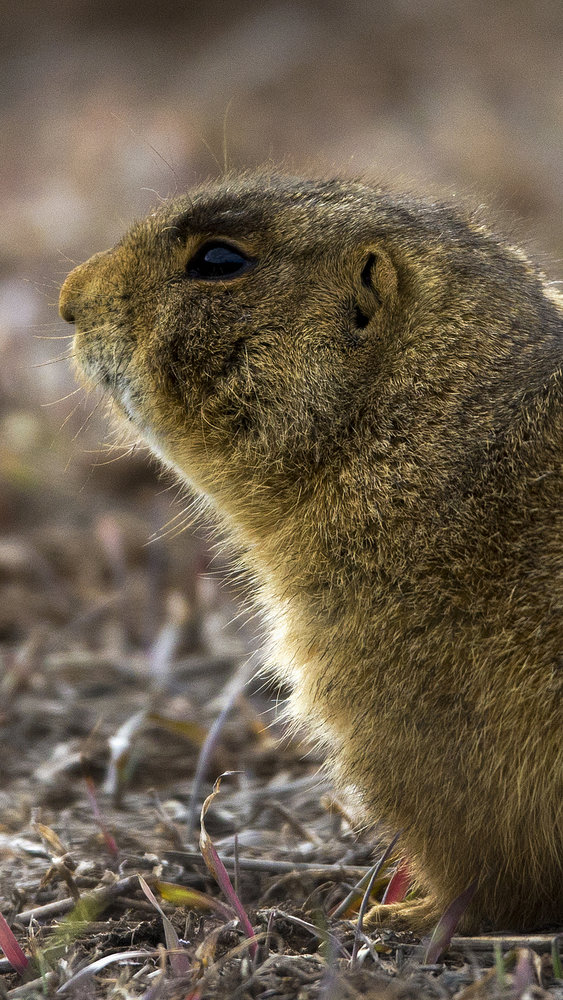 _prairiedog0003.jpg