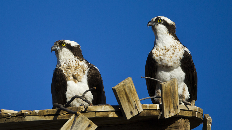 osprey0002.jpg