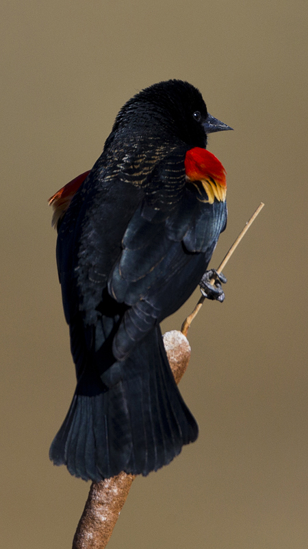 blckbird0001.jpg