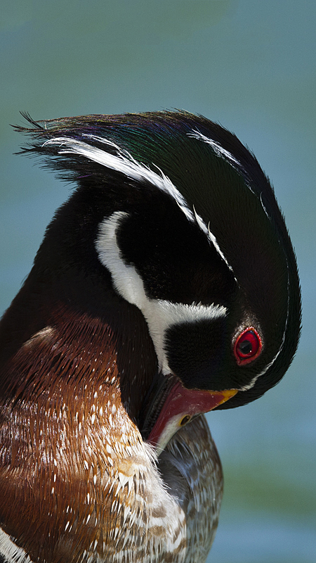 _woodduck0001.jpg