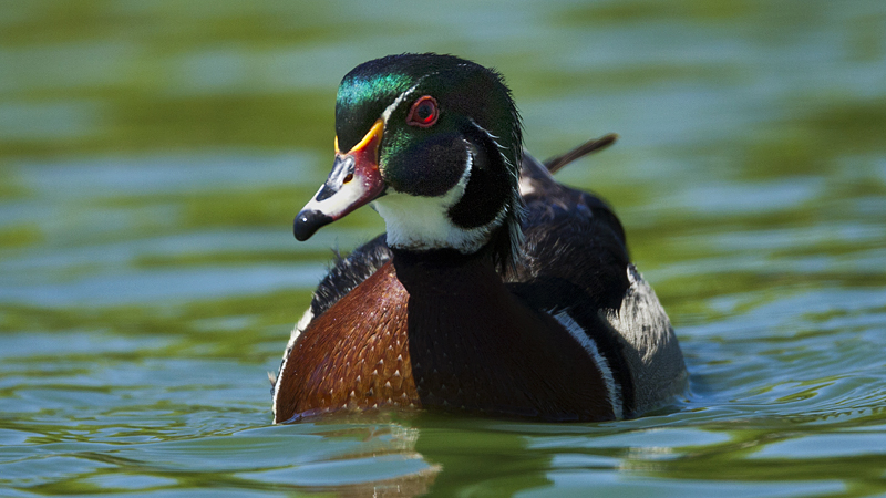 _woodduck0002.jpg