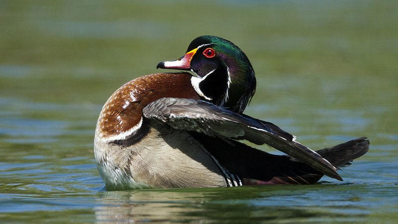 _woodduck0003.jpg