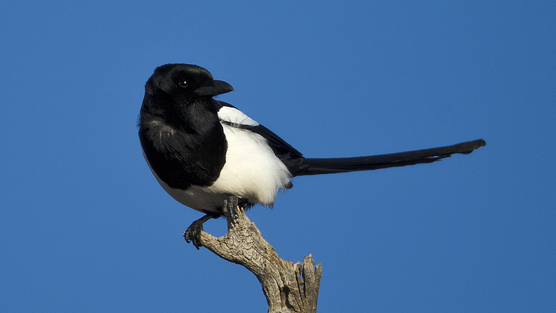 _magpie0003.jpg