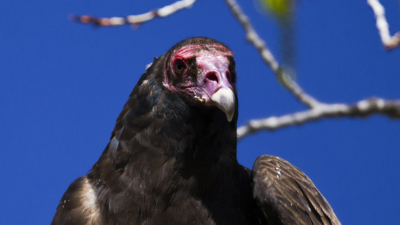 _turkeyvulture0001.jpg