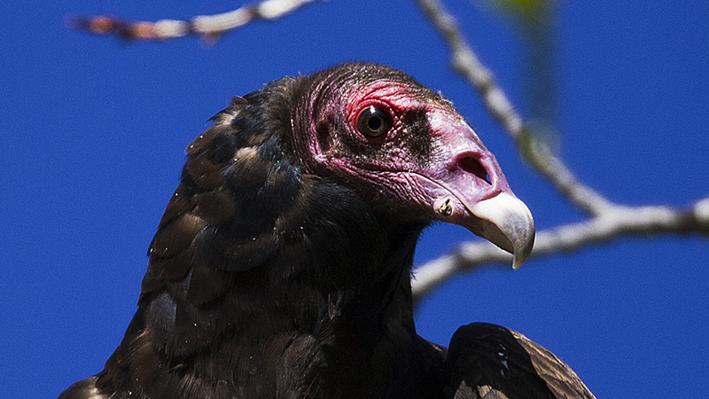 _turkeyvulture0002.jpg