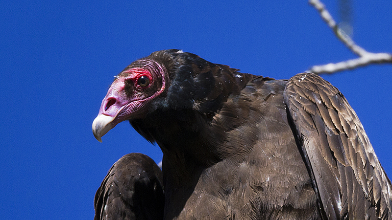 _turkeyvulture0003.jpg