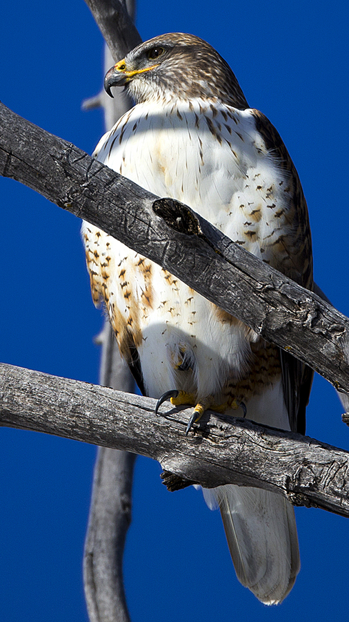 __01-31-22ferruginushawk0006.jpg