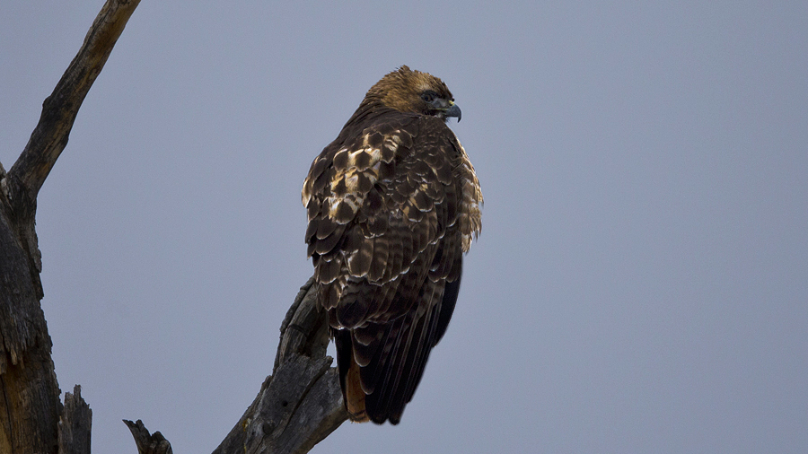 02-06-22hawk0002.jpg