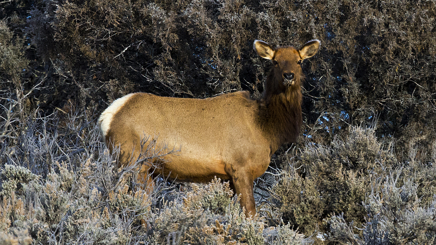 02-09-22elk0003.jpg