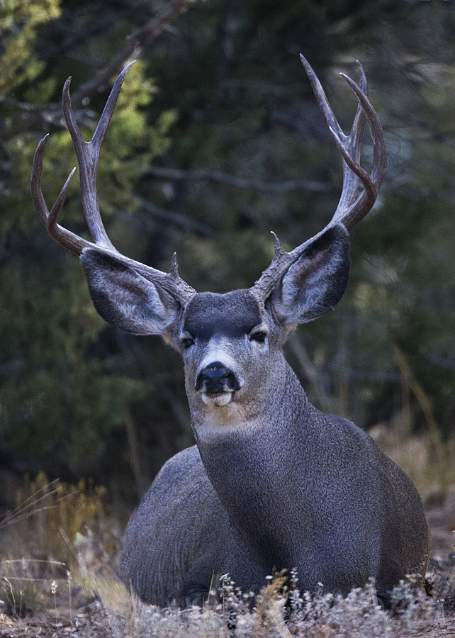 23-11-05buck.jpg