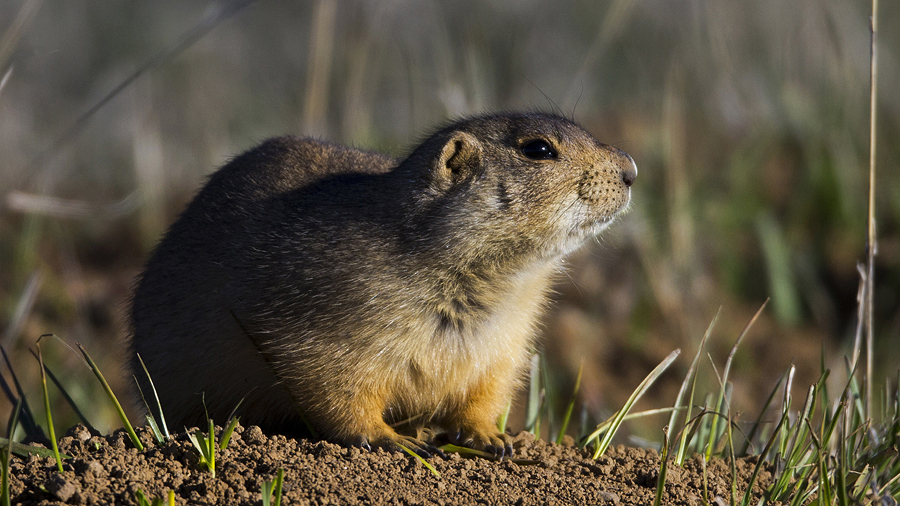 _prairiedog0013thumbnail.jpg