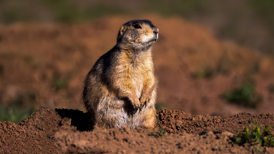 prairiedogthumbnail.jpg