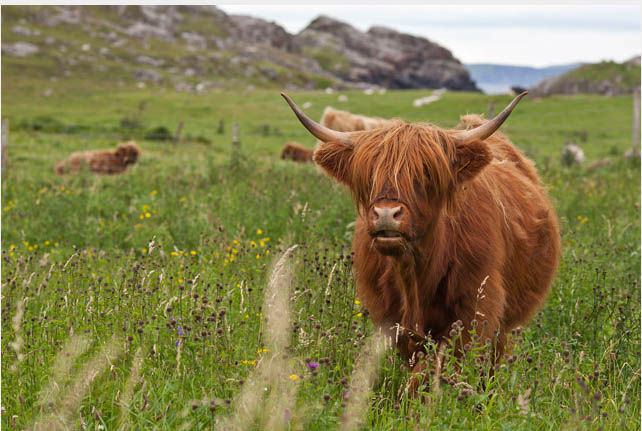 Highland cow.jpg