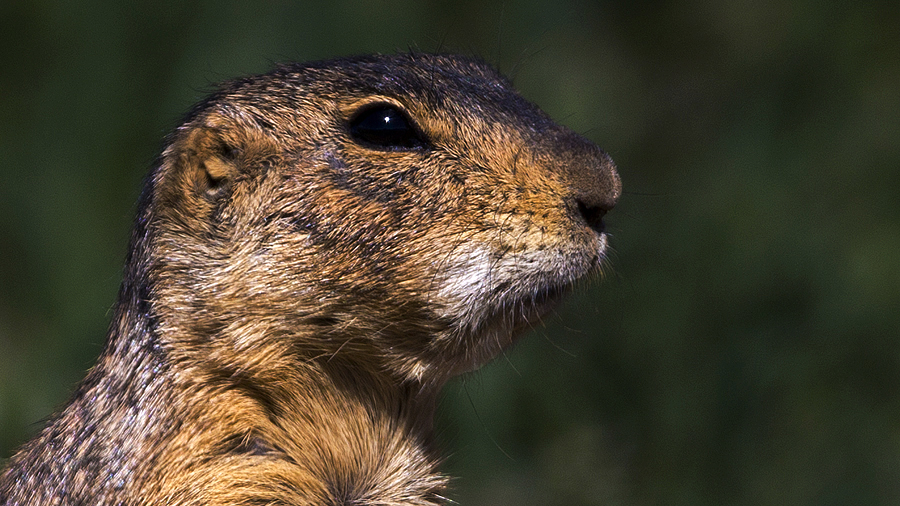 prairiedog0002.jpg