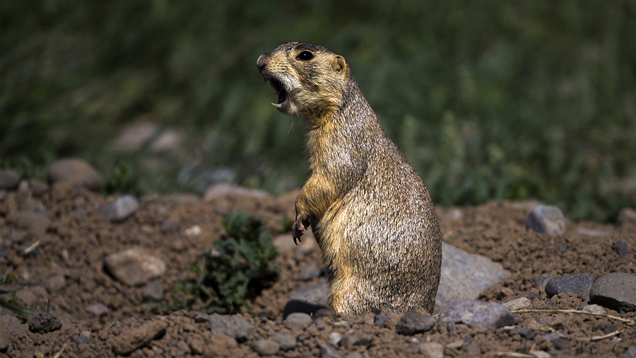 prairiedog.jpg