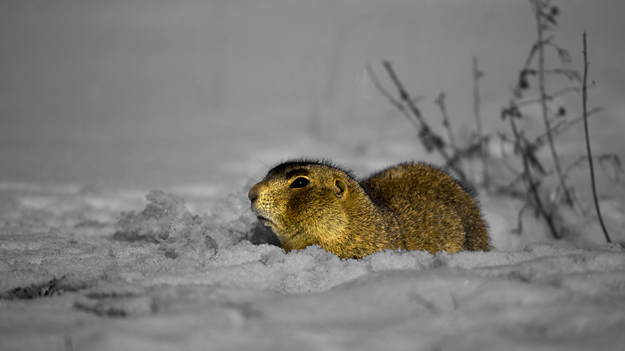 prairiedogsnowtwotonethumbnail.jpg